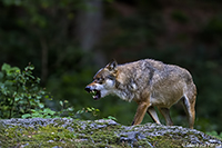 www.naturalmenteclick.com, foto, natura, oasi, animali, uccelli, fotografia, obbiettivi, scatto