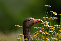 www.naturalmenteclick.com, foto, natura, oasi, animali, uccelli, fotografia, obbiettivi, scatto