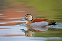 www.naturalmenteclick.com, foto, natura, oasi, animali, uccelli, fotografia, obbiettivi, scatto