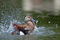 www.naturalmenteclick.com, foto, natura, oasi, animali, uccelli, fotografia, obbiettivi, scatto