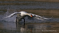 www.naturalmenteclick.com, foto, natura, oasi, animali, uccelli, fotografia, obbiettivi, scatto