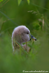 www.naturalmenteclick.com, foto, natura, oasi, animali, uccelli, fotografia, obbiettivi, scatto