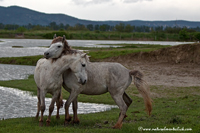 www.naturalmenteclick.com, foto, natura, oasi, animali, uccelli, fotografia, obbiettivi, scatto