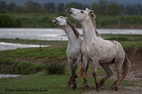 www.naturalmenteclick.com, foto, natura, oasi, animali, uccelli, fotografia, obbiettivi, scatto