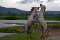 www.naturalmenteclick.com, foto, natura, oasi, animali, uccelli, fotografia, obbiettivi, scatto