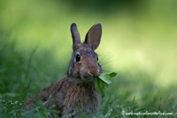 www.naturalmenteclick.com, foto, natura, oasi, animali, uccelli, fotografia, obbiettivi, scatto