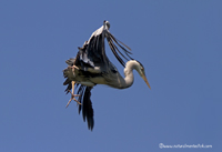 www.naturalmenteclick.com, foto, natura, oasi, animali, uccelli, fotografia, obbiettivi, scatto