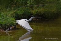 www.naturalmenteclick.com, foto, natura, oasi, animali, uccelli, fotografia, obbiettivi, scatto