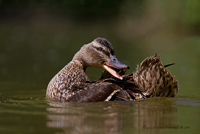 www.naturalmenteclick.com, foto, natura, oasi, animali, uccelli, fotografia, obbiettivi, scatto