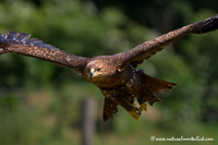 www.naturalmenteclick.com, foto, natura, oasi, animali, uccelli, fotografia, obbiettivi, scatto