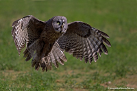 www.naturalmenteclick.com, foto, natura, oasi, animali, uccelli, fotografia, obbiettivi, scatto