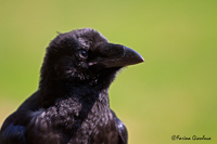 www.naturalmenteclick.com, foto, natura, oasi, animali, uccelli, fotografia, obbiettivi, scatto