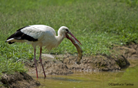 www.naturalmenteclick.com, foto, natura, oasi, animali, uccelli, fotografia, obbiettivi, scatto