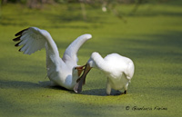 www.naturalmenteclick.com, foto, natura, oasi, animali, uccelli, fotografia, obbiettivi, scatto