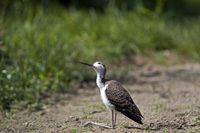 www.naturalmenteclick.com, foto, natura, oasi, animali, uccelli, fotografia, obbiettivi, scatto