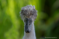 www.naturalmenteclick.com, foto, natura, oasi, animali, uccelli, fotografia, obbiettivi, scatto