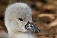 www.naturalmenteclick.com, foto, natura, oasi, animali, uccelli, fotografia, obbiettivi, scatto