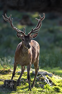 www.naturalmenteclick.com, foto, natura, oasi, animali, uccelli, fotografia, obbiettivi, scatto