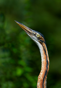 www.naturalmenteclick.com, foto, natura, oasi, animali, uccelli, fotografia, obbiettivi, scatto