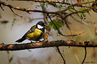 www.naturalmenteclick.com, foto, natura, oasi, animali, uccelli, fotografia, obbiettivi, scatto