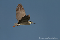 www.naturalmenteclick.com, foto, natura, oasi, animali, uccelli, fotografia, obbiettivi, scatto