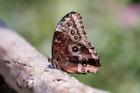 www.naturalmenteclick.com, foto, natura, oasi, animali, uccelli, fotografia, obbiettivi, scatto