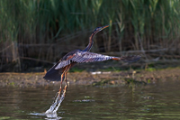 www.naturalmenteclick.com, foto, natura, oasi, animali, uccelli, fotografia, obbiettivi, scatto