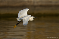 www.naturalmenteclick.com, foto, natura, oasi, animali, uccelli, fotografia, obbiettivi, scatto