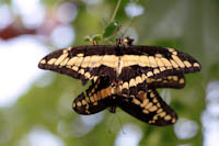 www.naturalmenteclick.com, foto, natura, oasi, animali, uccelli, fotografia, obbiettivi, scatto