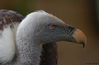 www.naturalmenteclick.com, foto, natura, oasi, animali, uccelli, fotografia, obbiettivi, scatto