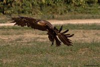 www.naturalmenteclick.com, foto, natura, oasi, animali, uccelli, fotografia, obbiettivi, scatto