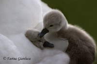 www.naturalmenteclick.com, foto, natura, oasi, animali, uccelli, fotografia, obbiettivi, scatto