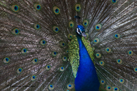 www.naturalmenteclick.com, foto, natura, oasi, animali, uccelli, fotografia, obbiettivi, scatto