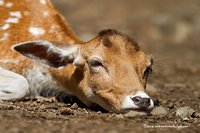 www.naturalmenteclick.com, foto, natura, oasi, animali, uccelli, fotografia, obbiettivi, scatto