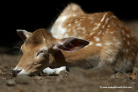 www.naturalmenteclick.com, foto, natura, oasi, animali, uccelli, fotografia, obbiettivi, scatto