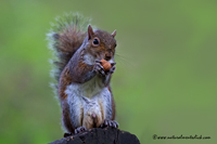 www.naturalmenteclick.com, foto, natura, oasi, animali, uccelli, fotografia, obbiettivi, scatto