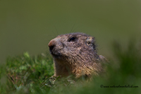 www.naturalmenteclick.com, foto, natura, oasi, animali, uccelli, fotografia, obbiettivi, scatto