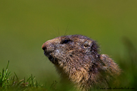 www.naturalmenteclick.com, foto, natura, oasi, animali, uccelli, fotografia, obbiettivi, scatto