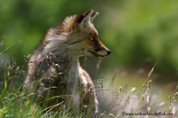 www.naturalmenteclick.com, foto, natura, oasi, animali, uccelli, fotografia, obbiettivi, scatto