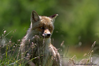 www.naturalmenteclick.com, foto, natura, oasi, animali, uccelli, fotografia, obbiettivi, scatto