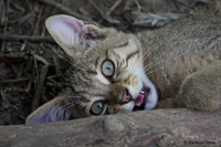 www.naturalmenteclick.com, foto, natura, oasi, animali, uccelli, fotografia, obbiettivi, scatto