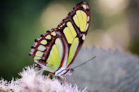 www.naturalmenteclick.com, foto, natura, oasi, animali, uccelli, fotografia, obbiettivi, scatto