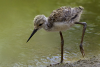 www.naturalmenteclick.com, foto, natura, oasi, animali, uccelli, fotografia, obbiettivi, scatto