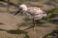 www.naturalmenteclick.com, foto, natura, oasi, animali, uccelli, fotografia, obbiettivi, scatto