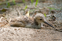 www.naturalmenteclick.com, foto, natura, oasi, animali, uccelli, fotografia, obbiettivi, scatto