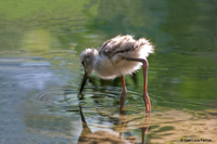 www.naturalmenteclick.com, foto, natura, oasi, animali, uccelli, fotografia, obbiettivi, scatto