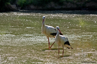 www.naturalmenteclick.com, foto, natura, oasi, animali, uccelli, fotografia, obbiettivi, scatto