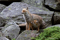 www.naturalmenteclick.com, foto, natura, oasi, animali, uccelli, fotografia, obbiettivi, scatto