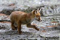 www.naturalmenteclick.com, foto, natura, oasi, animali, uccelli, fotografia, obbiettivi, scatto