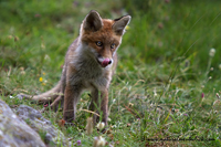 www.naturalmenteclick.com, foto, natura, oasi, animali, uccelli, fotografia, obbiettivi, scatto